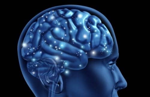 Supports Brain Function